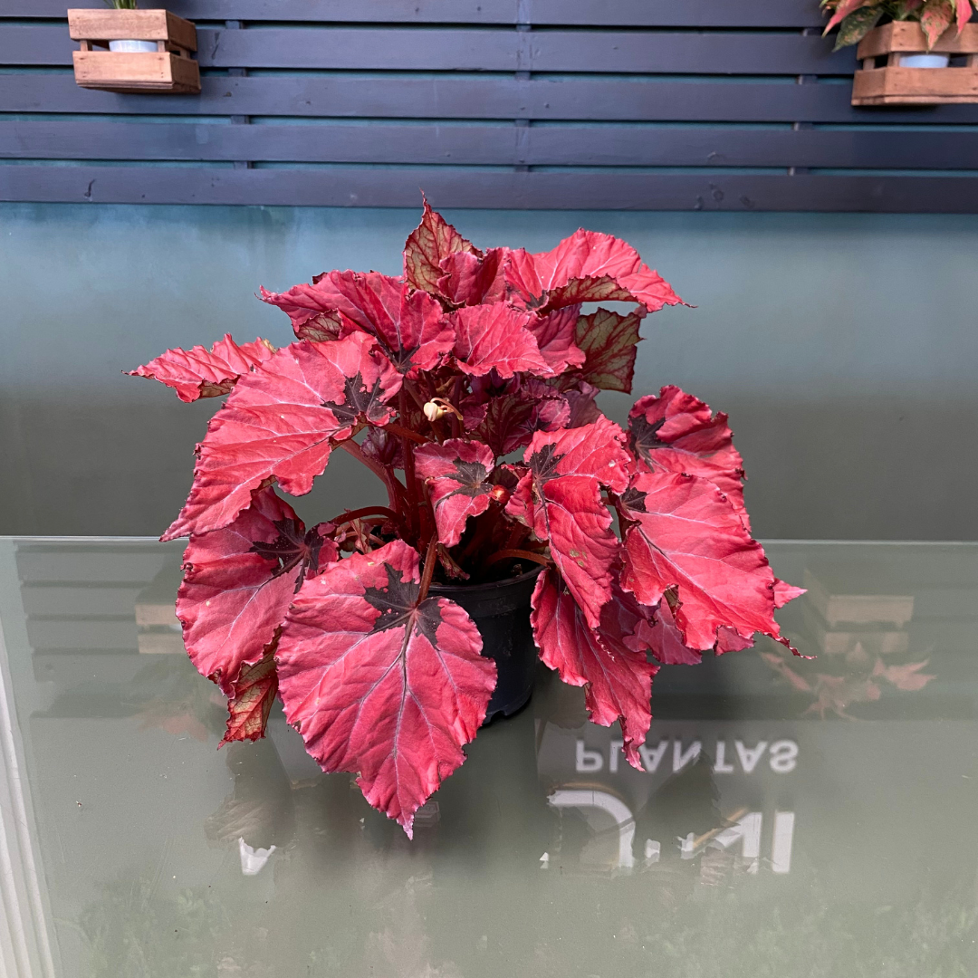 Muda de Begônia Rex (Begonia rex Putz.) para Interiores Vibrantes