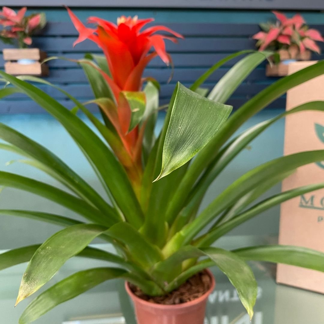 Muda de Bromélia Guzmania (Guzmania lingulata) Exuberância Vibrante