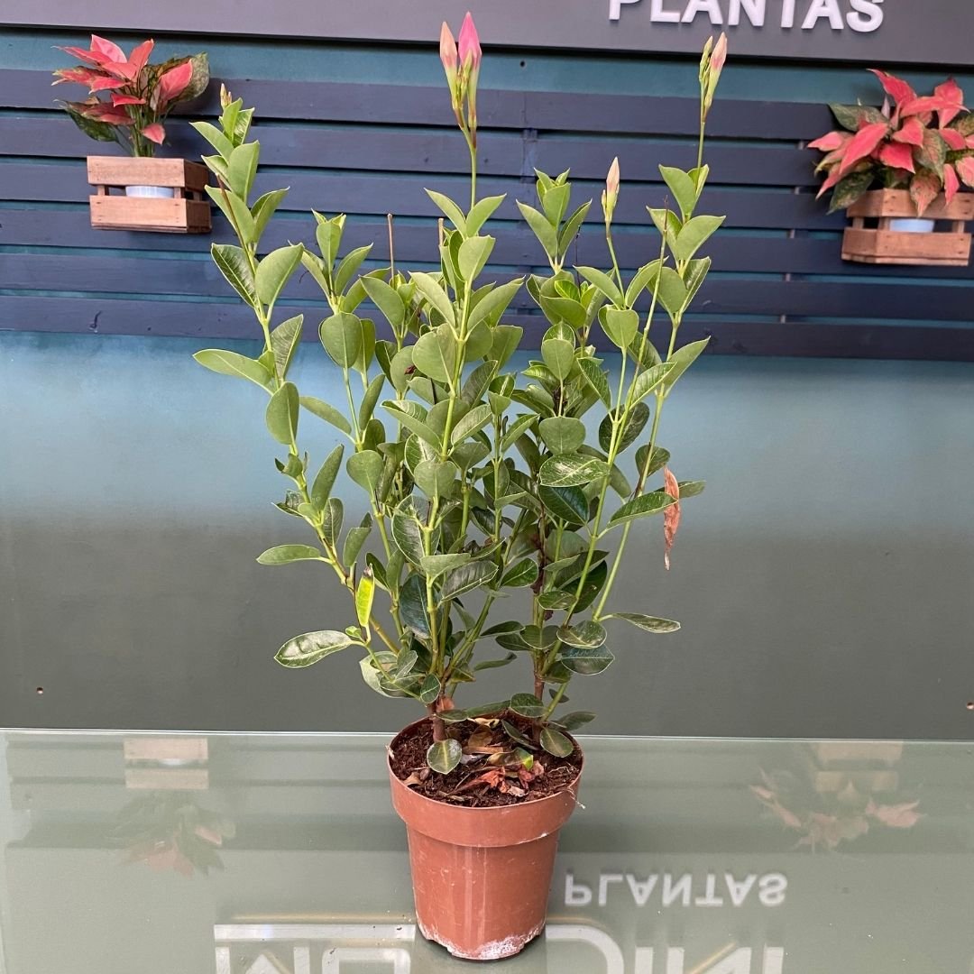 Muda de Dipladenia (Mandevilla sanderi) para Plantio Fácil e Rápido