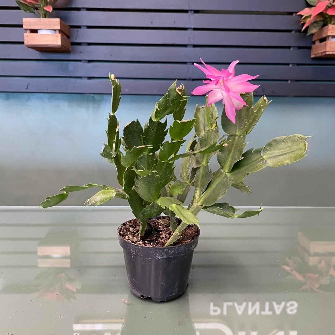 Muda de Flor de Maio (Schlumbergera truncata) Flor Exuberante Nativa