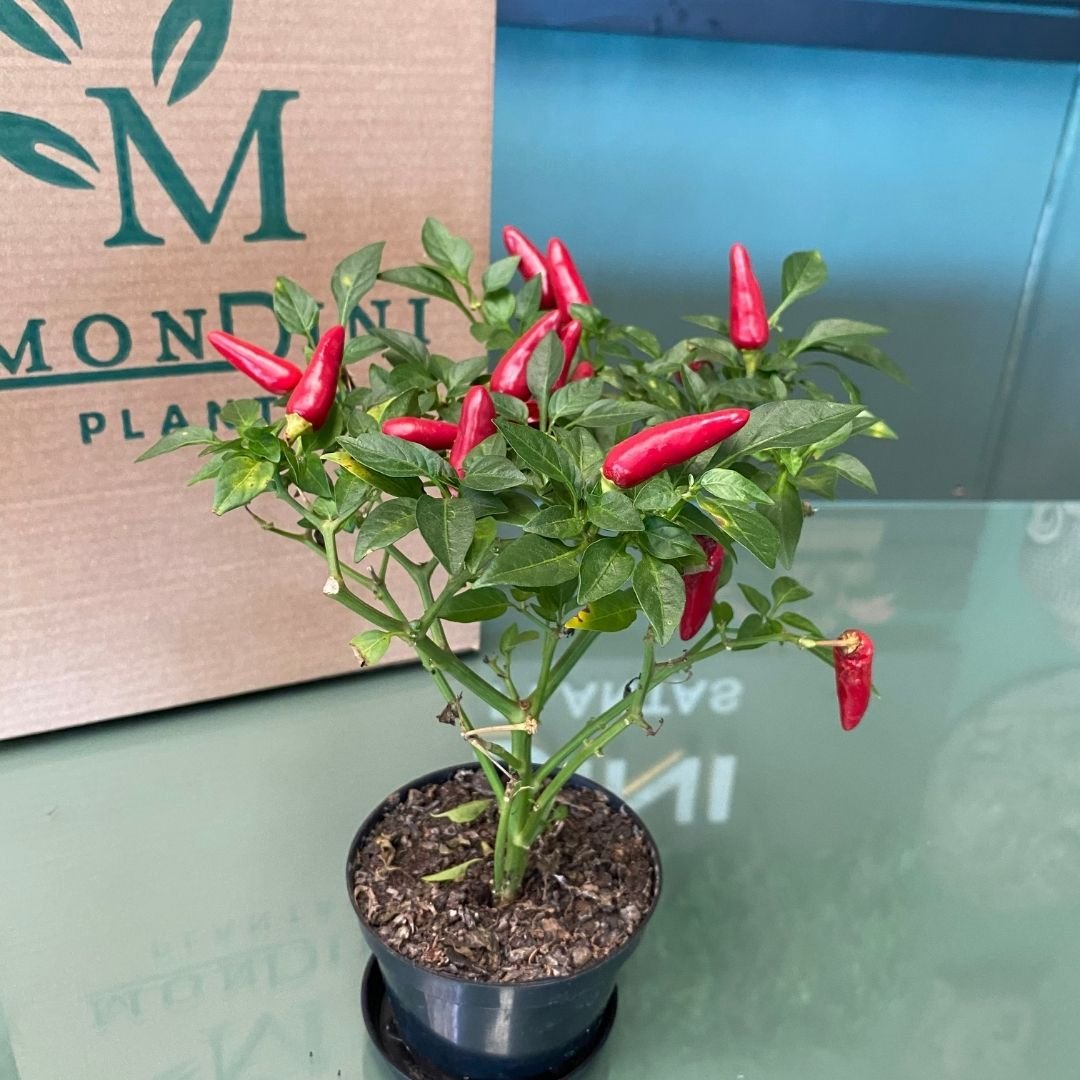 Muda de Pimenta Ornamental (Capsicum annuum) Pronta para Plantio