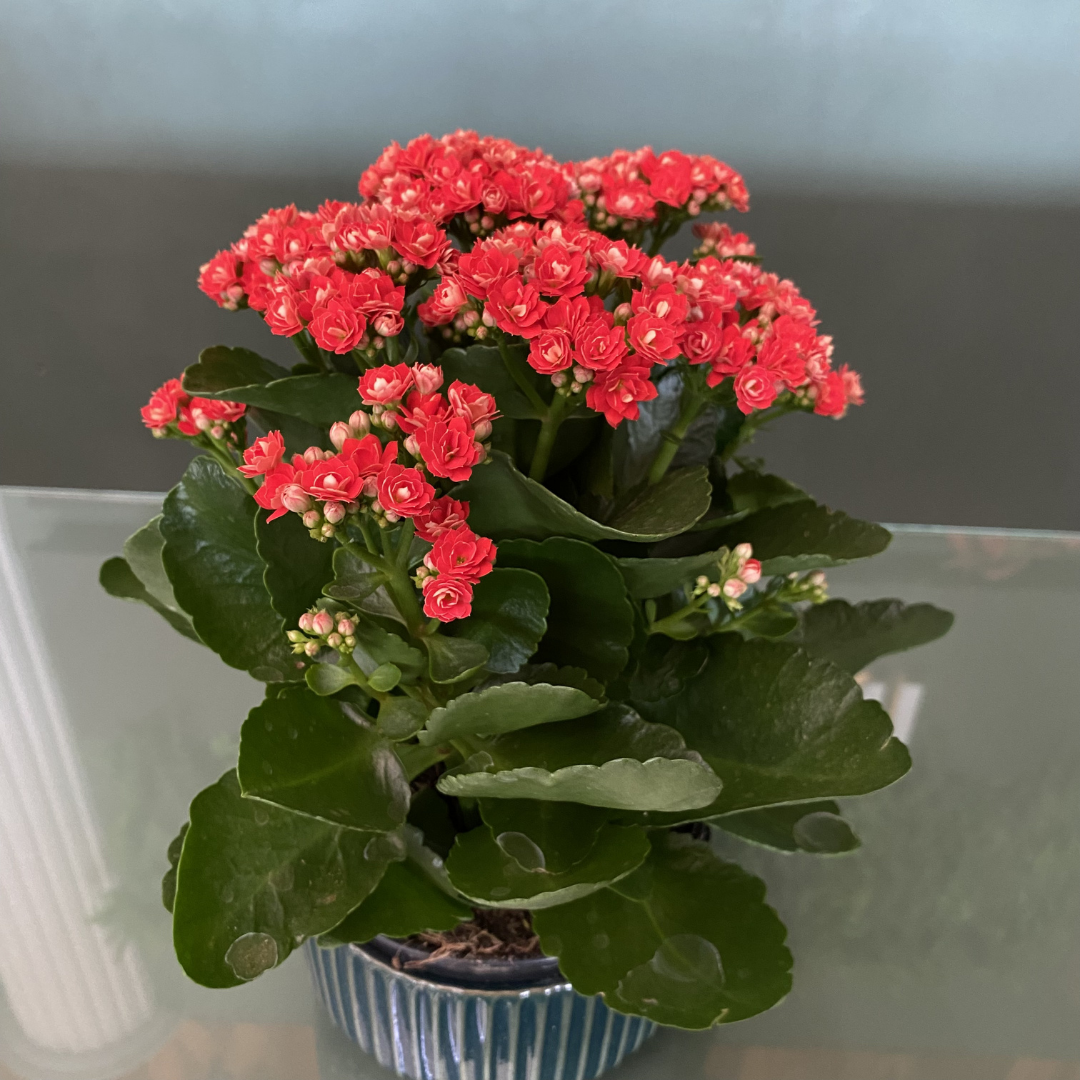 Muda de Kalanchoë Dobrado (Kalanchoe blossfeldiana) Cores Variadas