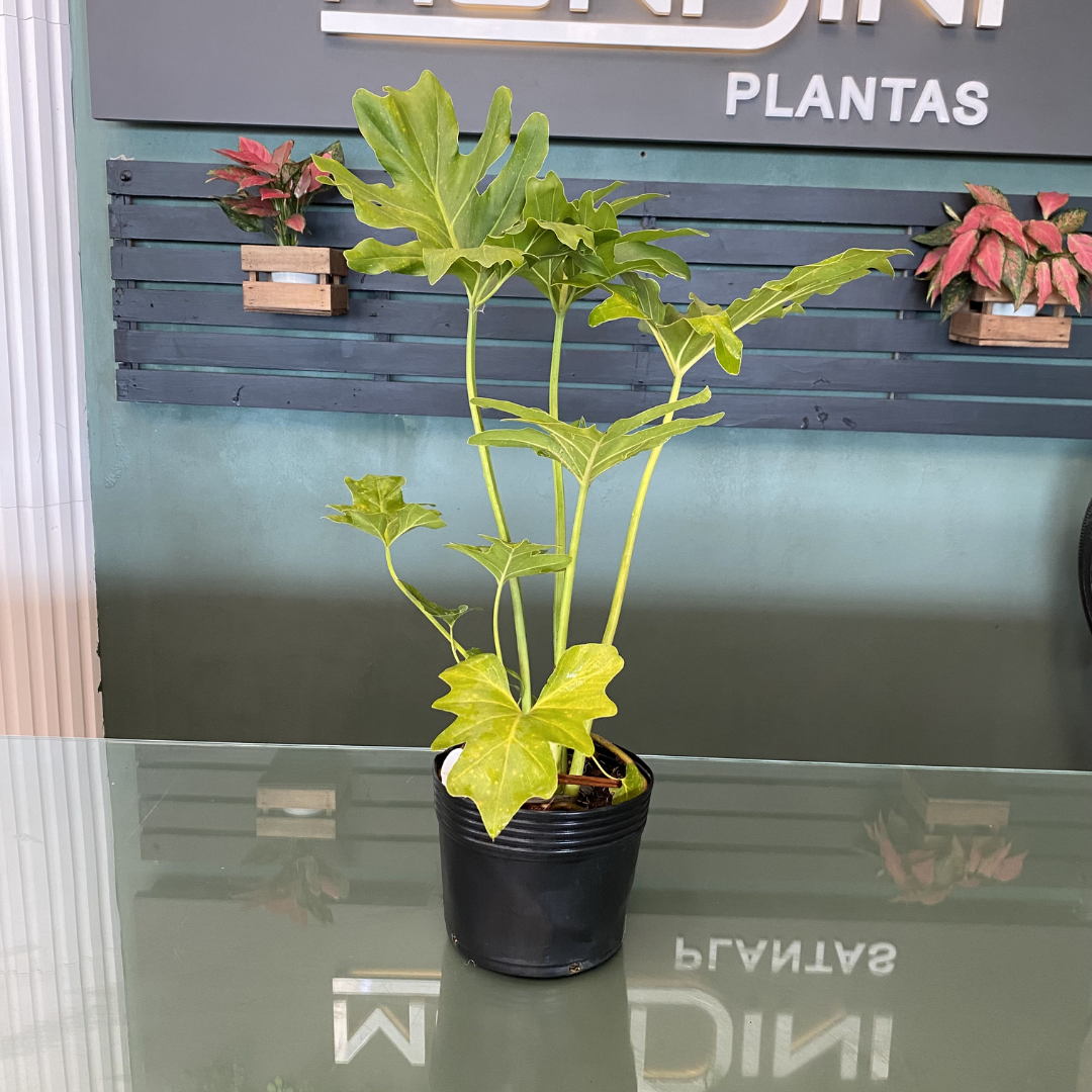 Muda de Guaimbê (Philodendron bipinnatifidum) Exuberante Para Paisagismo