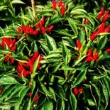 planta de pimenta etna ideal para vasos jardins e quintais