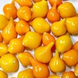 planta de pimenta biquinho amarela ideal para hortas e quintais