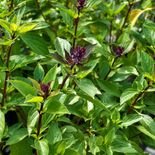planta de manjeric&atilde;o cannella para horta e quintal