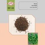 r&uacute;cula cultivada ideal para horta em vaso ou quintal