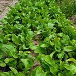 p&eacute; de r&uacute;cula cultivada com folhas frescas e saborosas