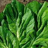 planta de mostarda lisa ideal para horta e vaso