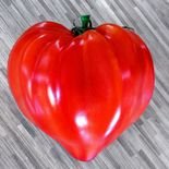 planta de tomate cora&ccedil;&atilde;o de boi ideal para horta e quintal
