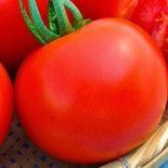 planta de tomate santa clara ideal para quintal e s&iacute;tio