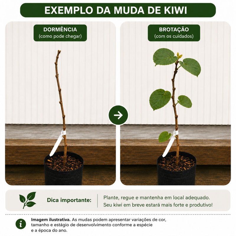 Muda de Kiwi Monty Enxertada
